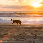 Biscarrosse Plage Abendsonne