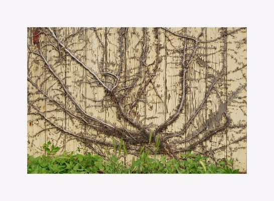 bischen rot - bischen grün