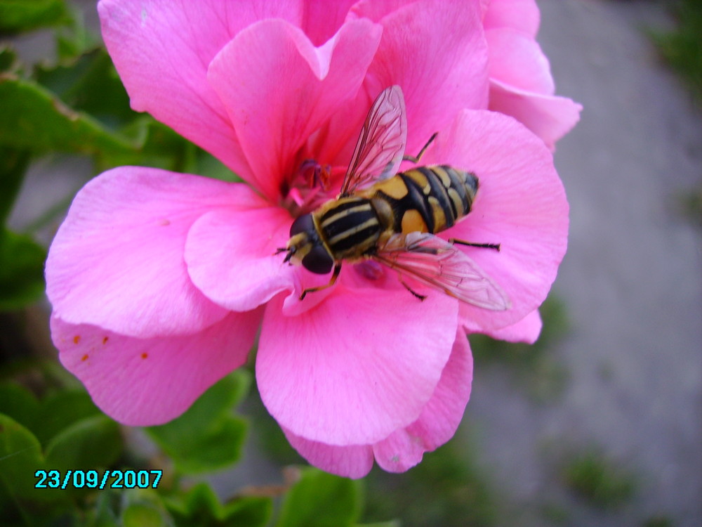 Bischenspät für September