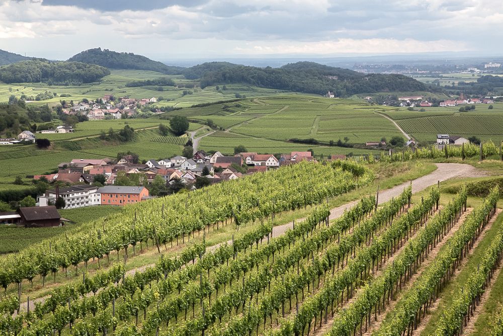 Bischoffingen  im Kaiserstuhl 