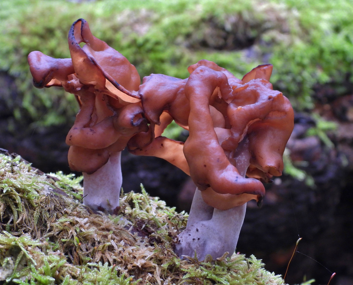  Bischofsmütze (Gyromitra infula)