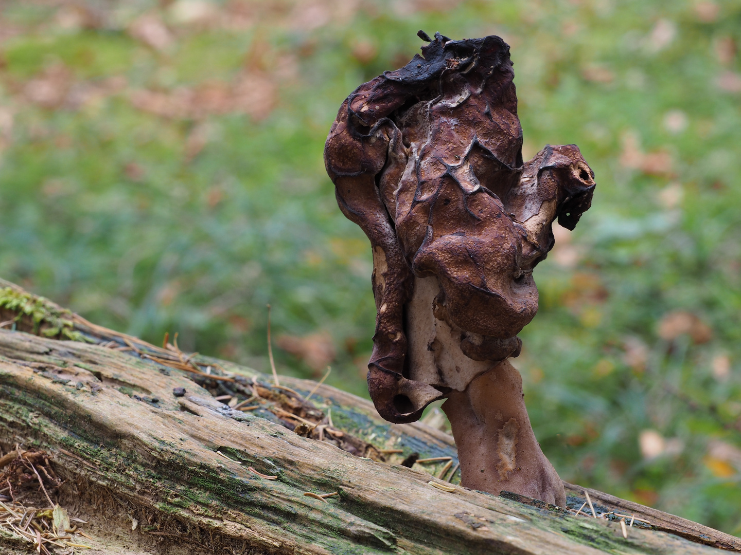 Bischofsmütze (Gyromitra infula)