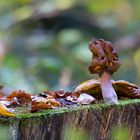 Bischofsmütze (Gyromitra infula)