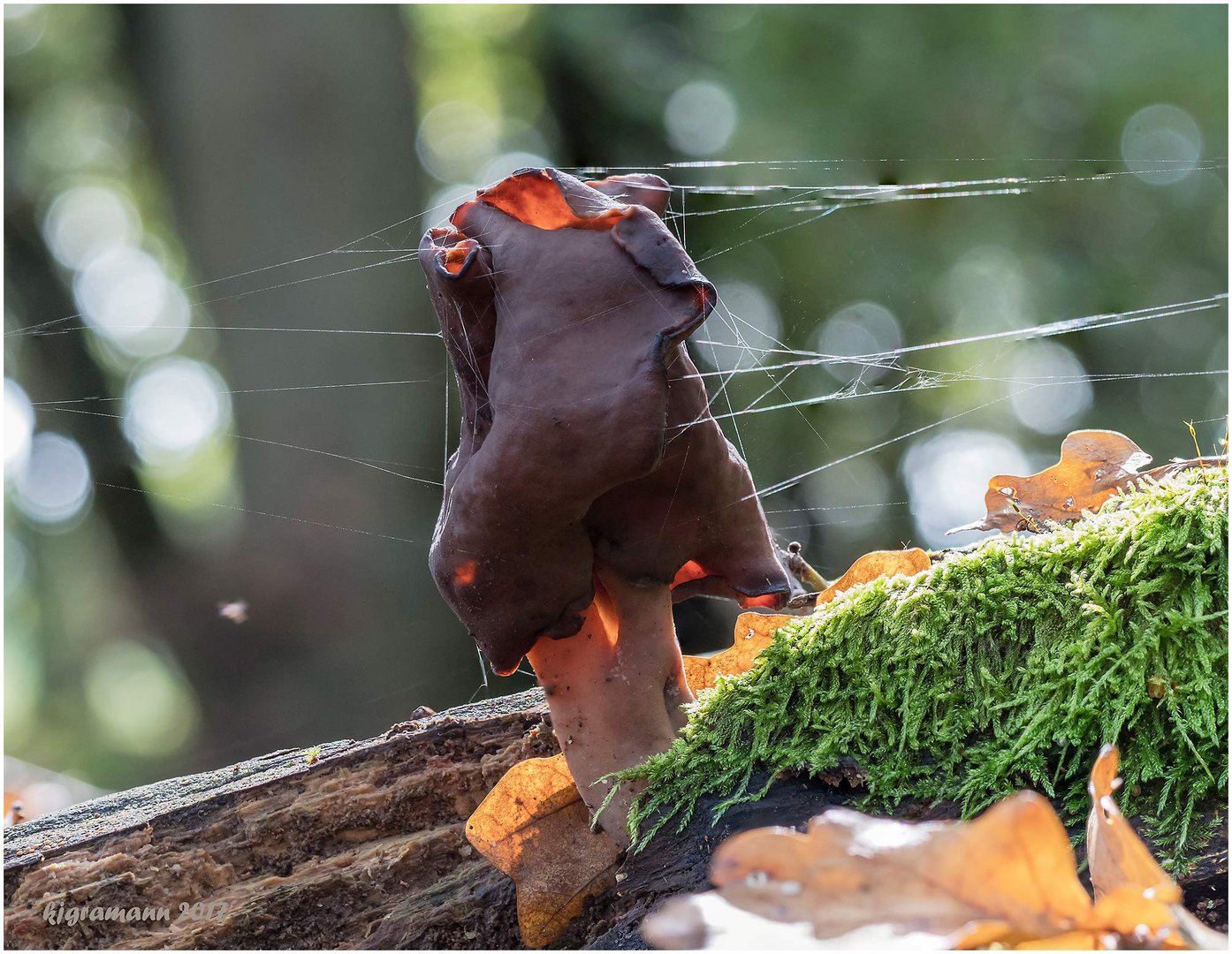 bischofsmütze (gyromitra infula).....