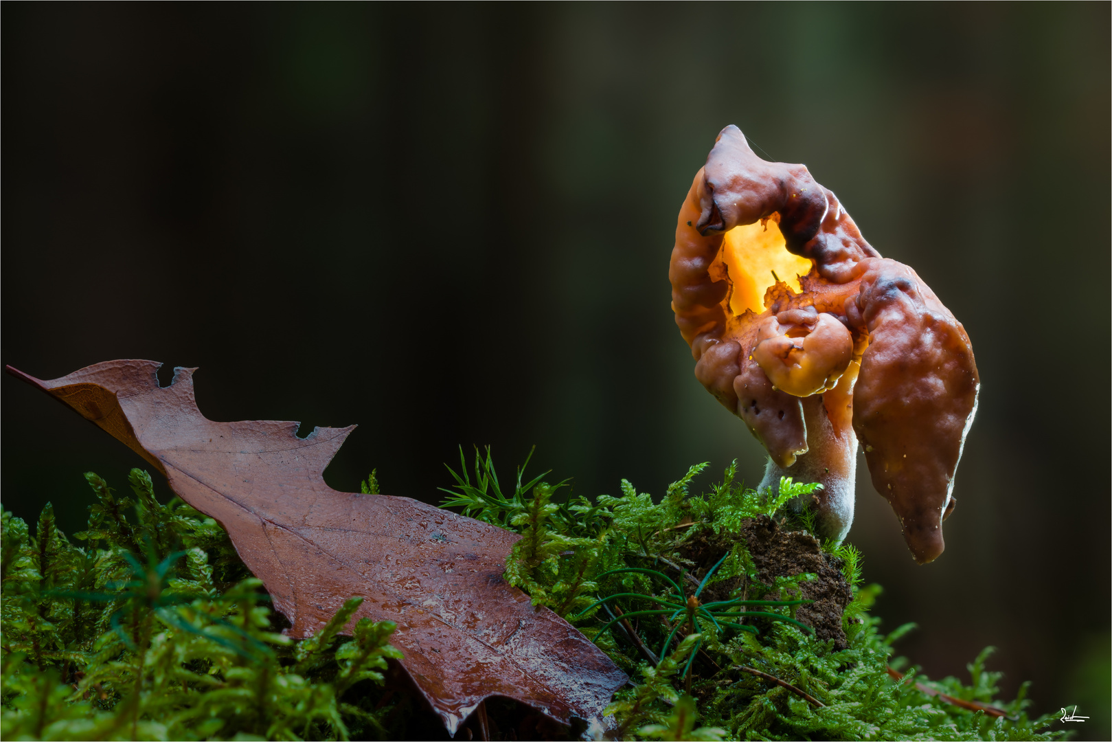 Bischofsmütze II Foto & Bild pilze und flechten, herbst, pilze Bilder