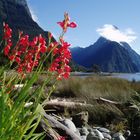 Bischofsmütze in Milford Sound