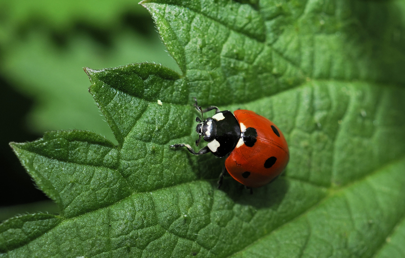 Bisher nur einheimische Marienkäfer…