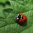 Bisher nur einheimische Marienkäfer…