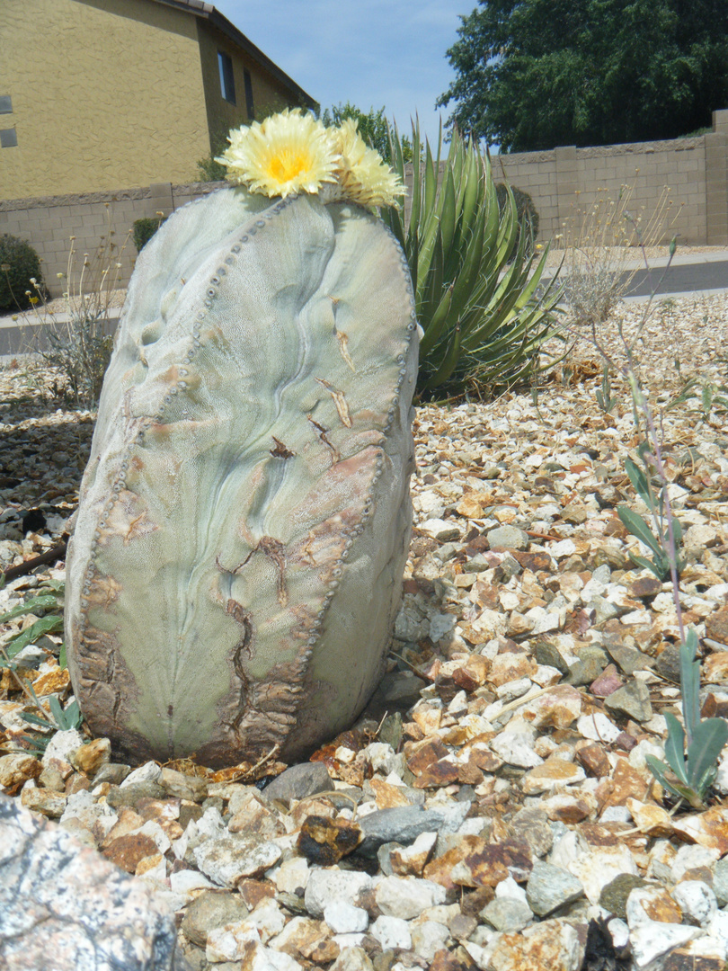 Bishop Cap Cactus Bloom