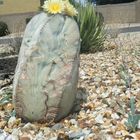 Bishop Cap Cactus Bloom