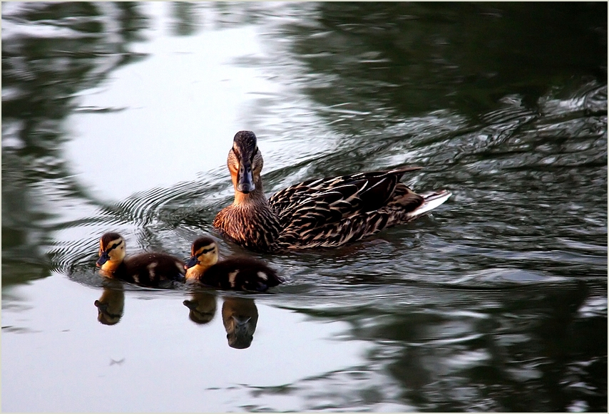 Bislang hielt ich es für eine Ente...