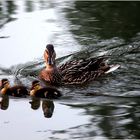 Bislang hielt ich es für eine Ente...