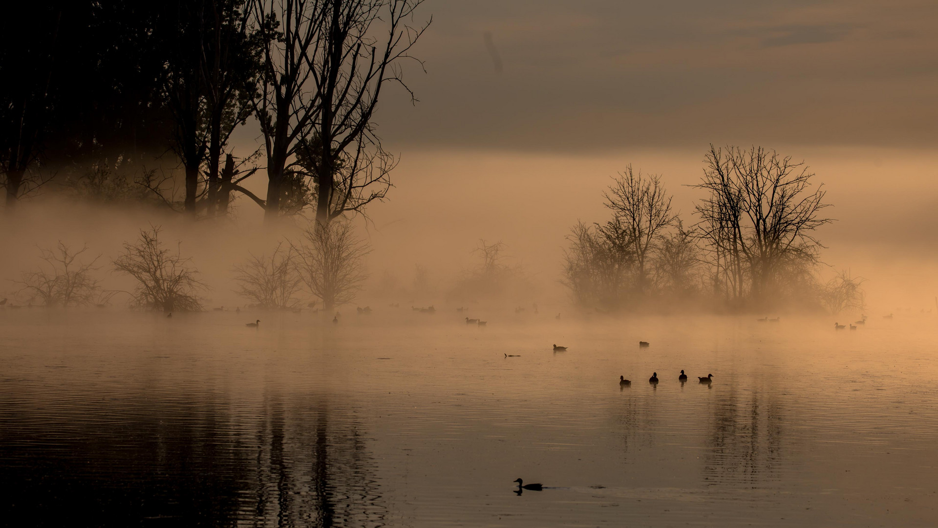 Bislicher Rheinaue im Morgennebel