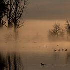 Bislicher Rheinaue im Morgennebel