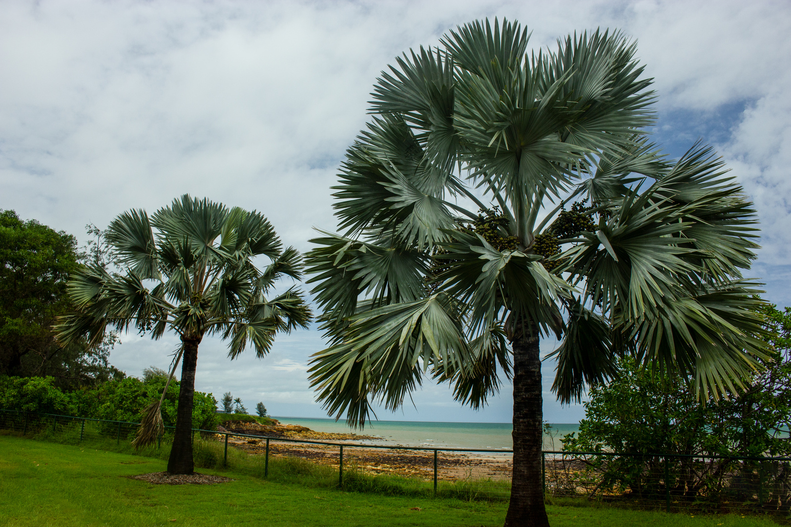 Bismarck Palm