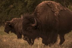 Bison