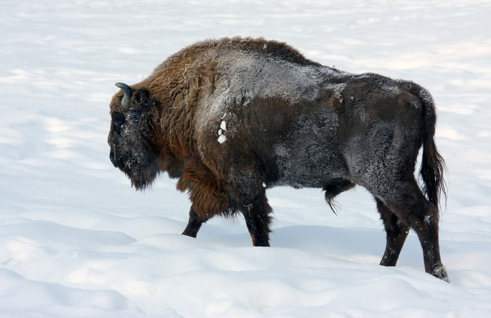 Bison