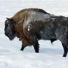 Bison