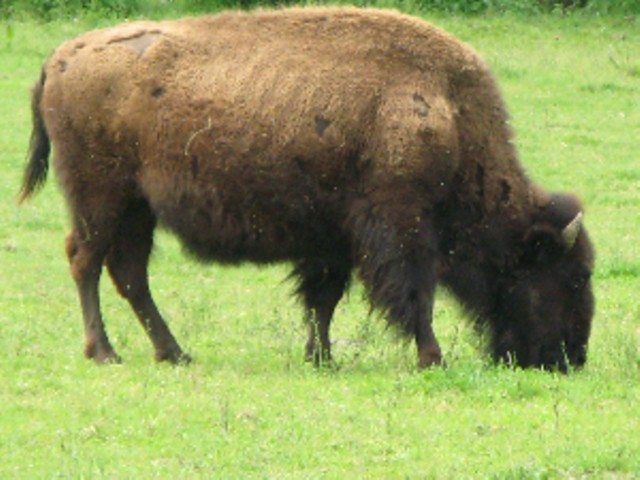 BISON