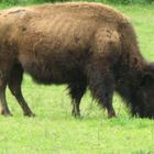 BISON