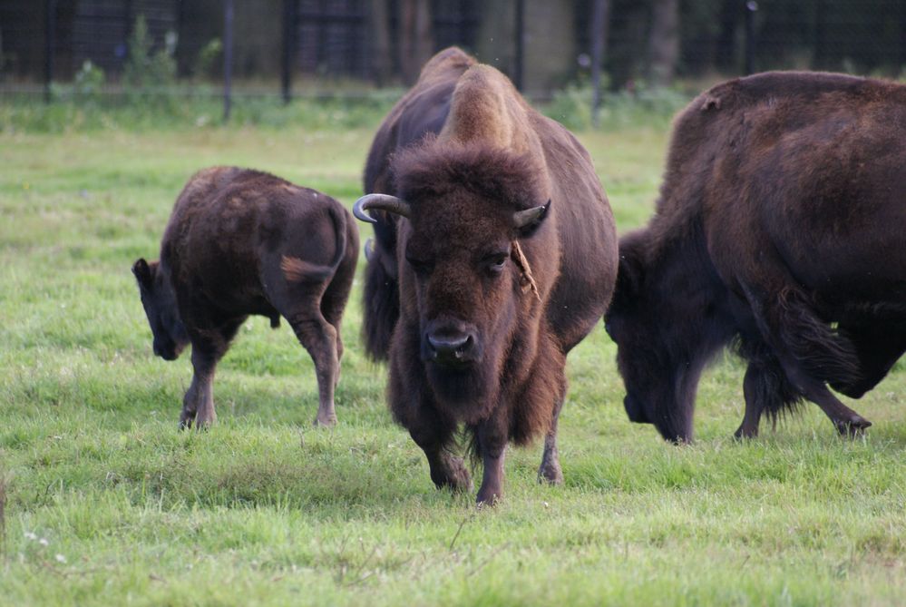 Bison von S.Rockrohr 