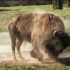 Bison