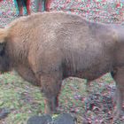 Bison 2