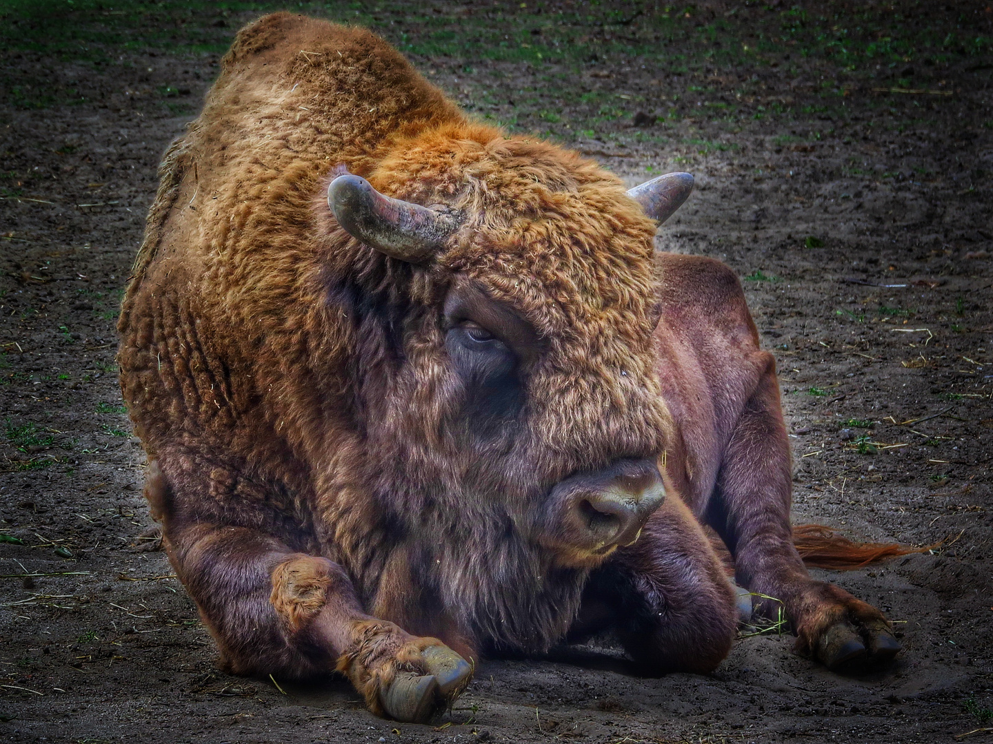 Bison 