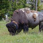 Bison