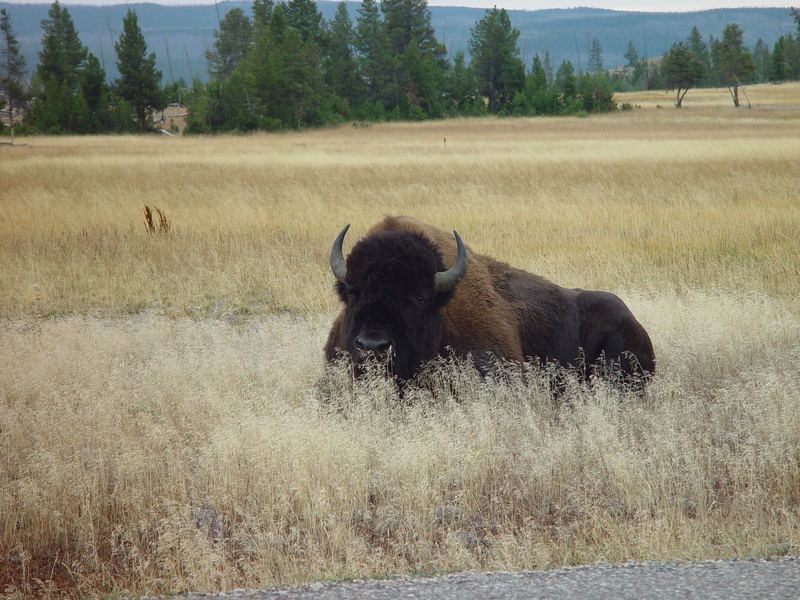 Bison