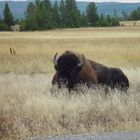 Bison