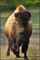 Bison