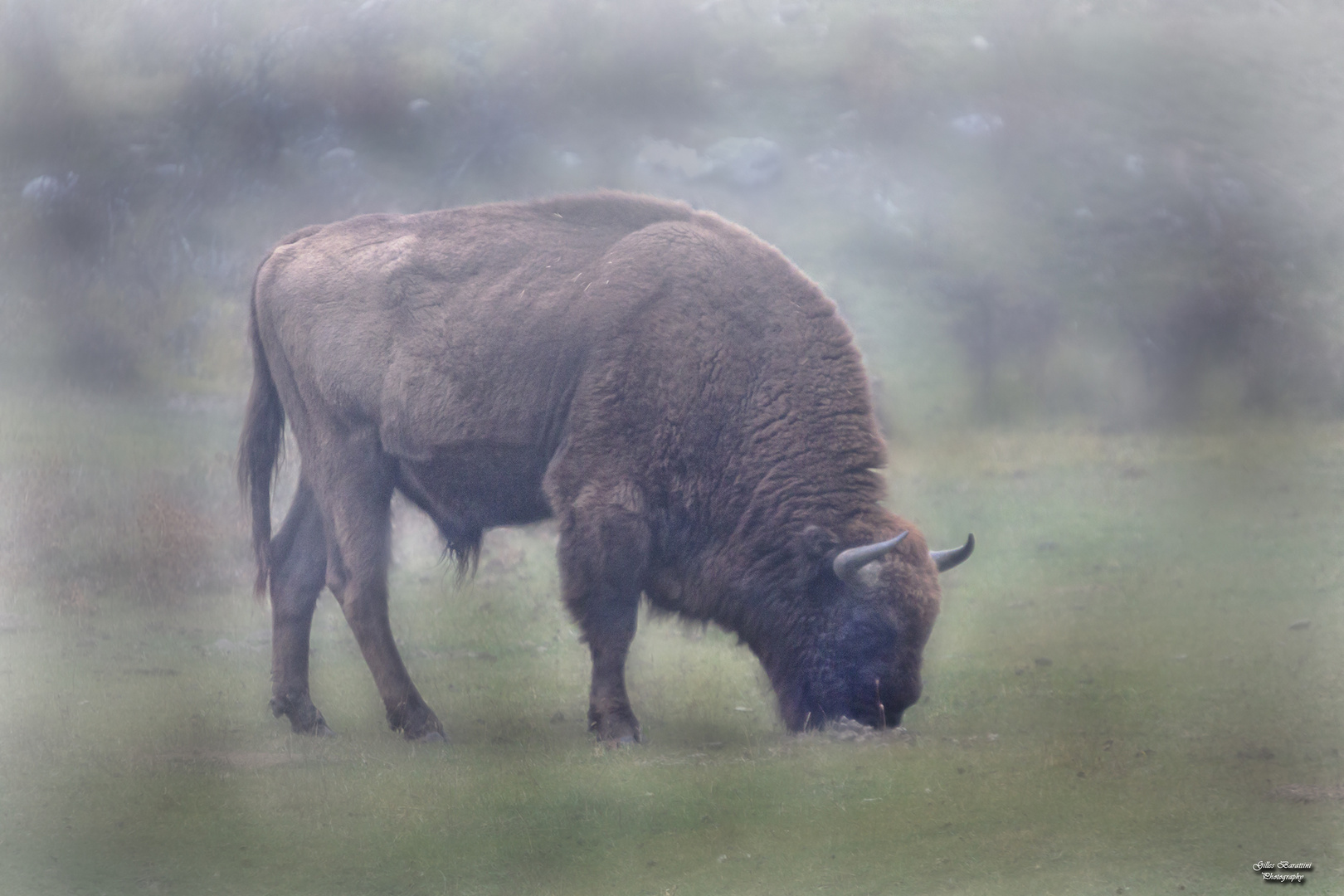 Bison 3