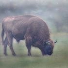 Bison 3