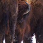 Bison