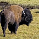 Bison