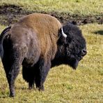 Bison