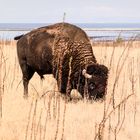 Bison