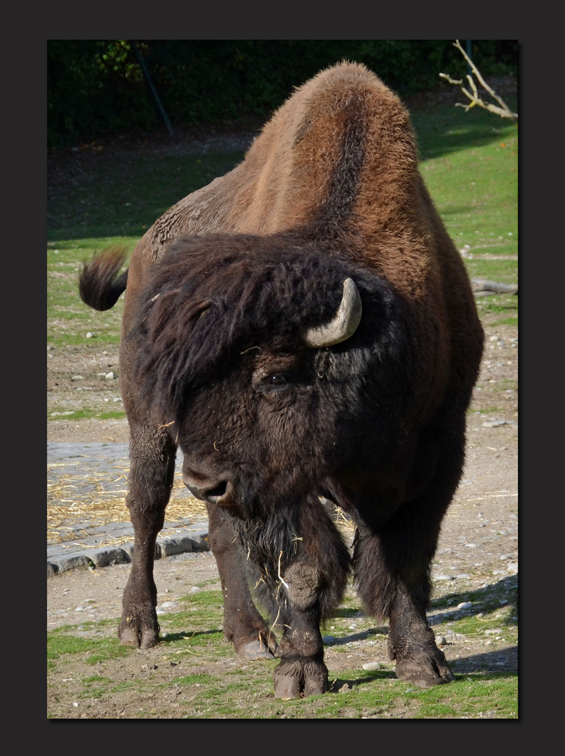 Bison