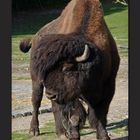 Bison