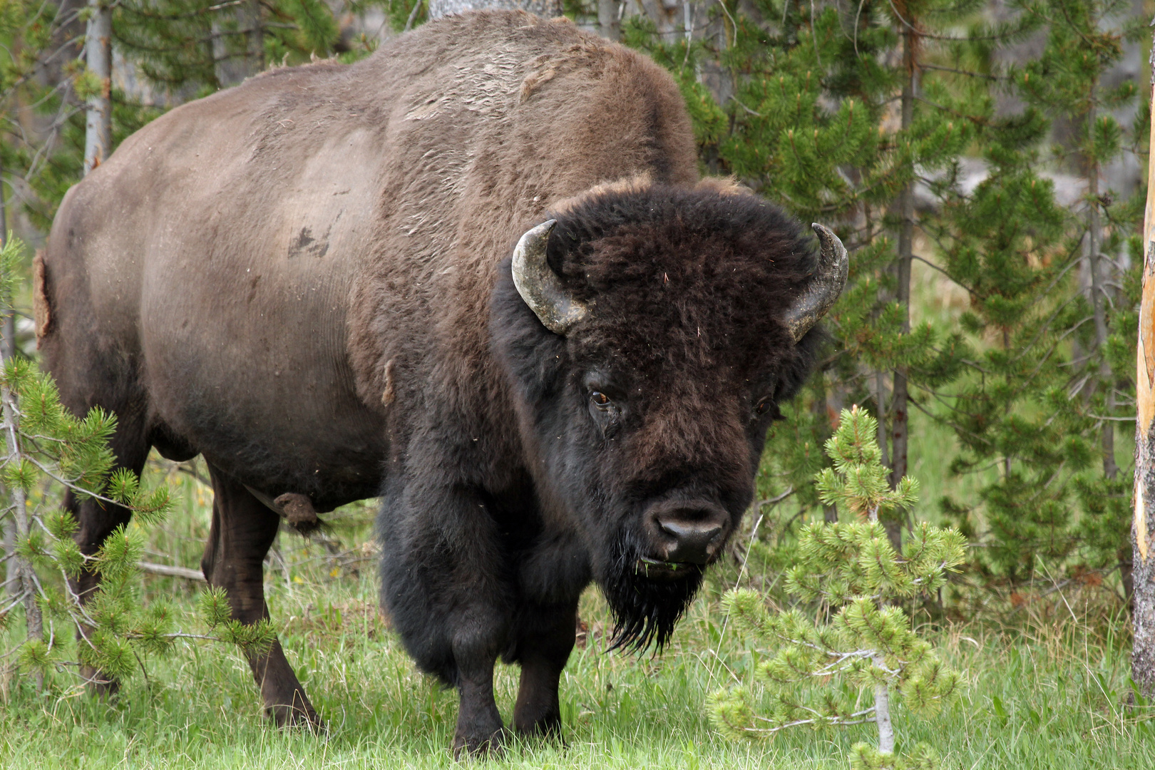 Bison Foto Bild North America United States National Parks Bilder Auf Fotocommunity