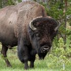 Bison