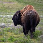 Bison