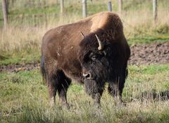 Bison