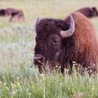 Bison