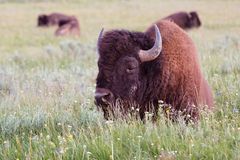 Bison