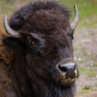 Bison