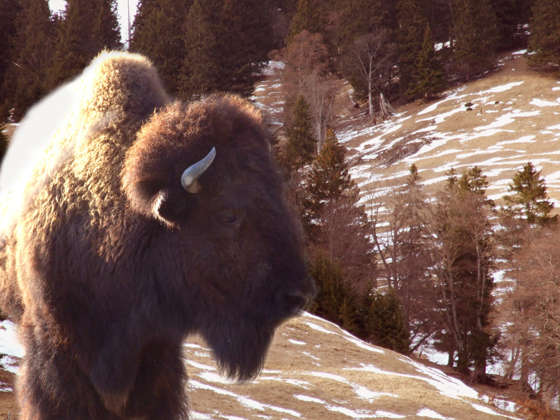 Bison