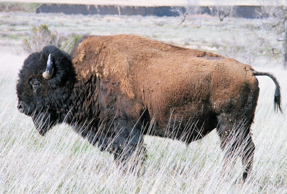 Bison