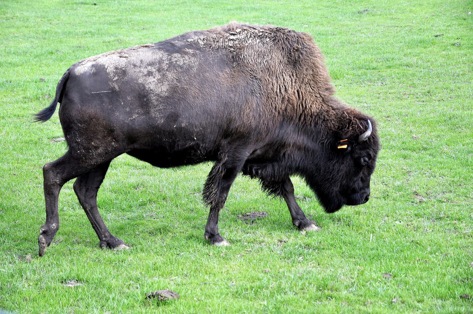 bison